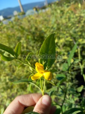 Yellow jasmine, Jasminum humile ‘Revolutum' 