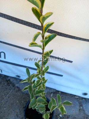 Liguster Aurea