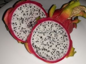 Dragon Fruit, Pitaya-"White"