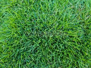 Zoysia-Gras, um den perfekten Grasrasen zu bauen, Zoysia japonica