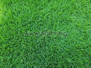 Трева Зойсия за изграждане на перфектния тревен чим, Zoysia japonica