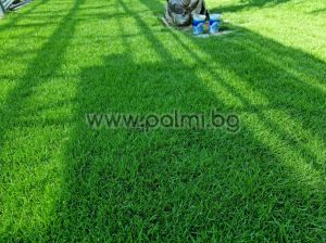 Zoysia grass to build the perfect grass lawn, Zoysia japonica