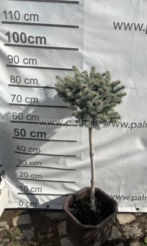 Сребърен, кълбовиден смърч , Picea pungens Glauca Globisa