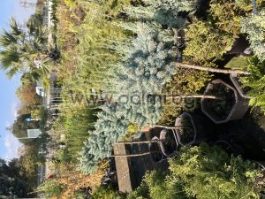 Сребърен, кълбовиден смърч , Picea pungens Glauca Globisa