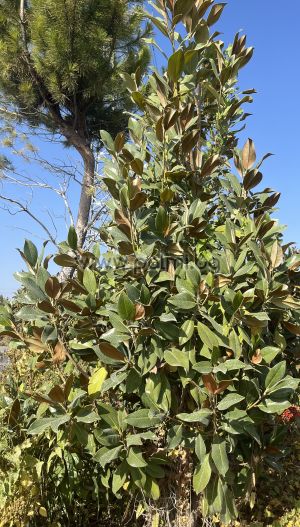 Evergreen Southern Magnolia, f. Gallisoniensis