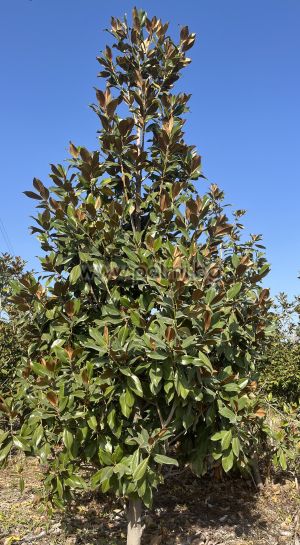 Вечнозелена Едроцветна Магнолия, f. Gallisoniensis