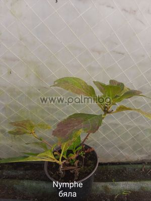 Едроцветна бяла хортензия Нимфа, Hydrangea macrophylla 'Pax' (Nymphe)