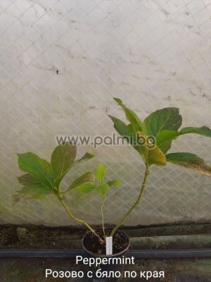 Bi-colored Hydrangea Peppermint, Hydrangea macrophylla Pеppermint (' RIE 13'PBR)