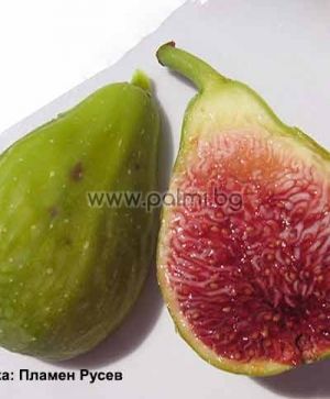Fig variety Dalmatie M