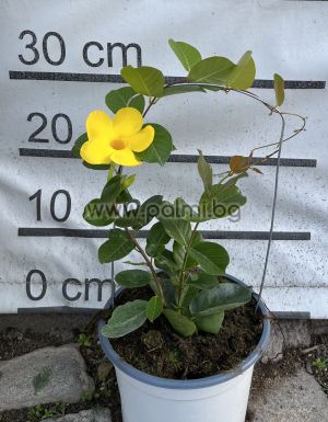 Sandevilla, Yellow flowers