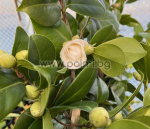 Камелия  Кичеста микс,Camellia japonica M