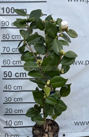 Камелия  Кичеста микс,Camellia japonica M