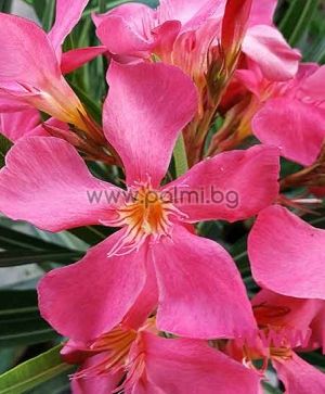 Oleander 'Papa Gambetta'
