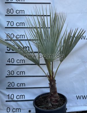 Mexican Blue Palm in 10 liter pot