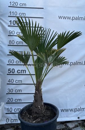 Dwarf Chusan Palm