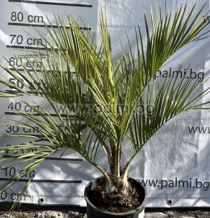Pindo palm, Jelly palm