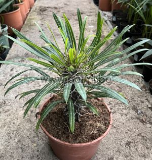 Madagascar palm, Pachypodium Lamerei
