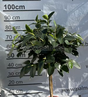 Австралийски фикус 'Лолипоп', Ficus australis 'Lolipop' 