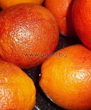 Citrus sinensis Sanguinello SSA Nuc. 66-SSA-12, Портокал сорт Сангуинело от Палм Център, Ботаническа градина - Пловдив