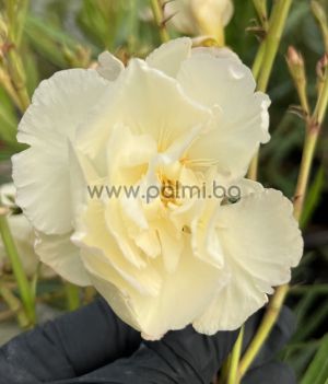 Олеандър, жълт кичест като роза, Nerium oleander Rozsas Sarga