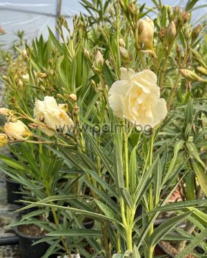 Олеандър, жълт кичест като роза, Nerium oleander Rozsas Sarga