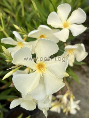 Nerium oleander  RIVAGE
