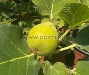 Fig Verdino