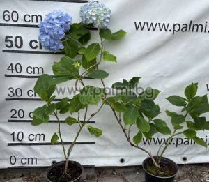 Едроцветна хортензия 'Nikko Blue', Hydrangea macrophylla 'Nikko Blue' 