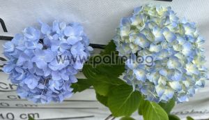 Hydrangea 'Nikko Blue', Hydrangea macrophylla 'Nikko Blue'