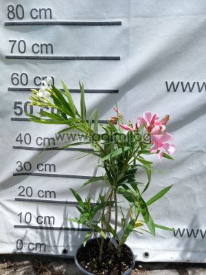 Nerium oleander 3-pcs, Oasis, Soeur Agnes, Pink Beauty