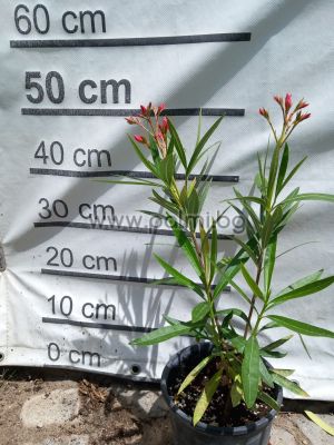 Nerium oleander 2-pcs, Rubis, Provence