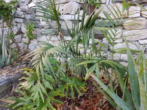 Chamaedorea radicalis, Hardy Parlour Palm, Cold-resistant Mexican mountain palm Chamaedorea