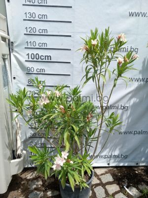 Oleander, Harriet Newding Lolipop