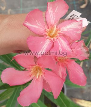 Олеандър,Oleander Villa de Albage M