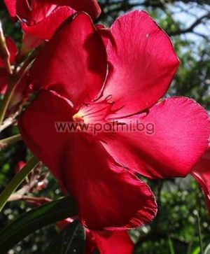 Oleander red, cold hardy, 'Hardy Red'