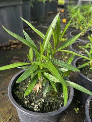 Nerium oleander  'Mini White'