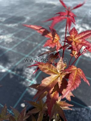  Японски клен, Acer palmatum 'Deshojo'