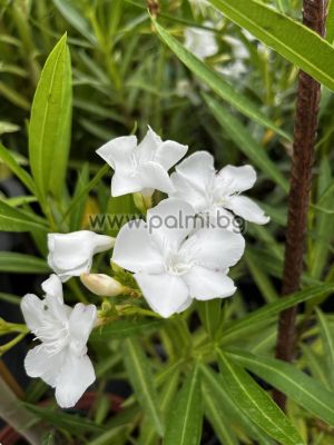 Nerium oleander  'Sophie'