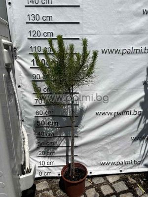 Italian Umbrella Pine