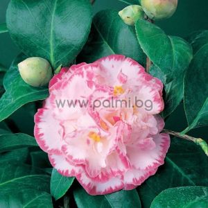 Japanese camellia- white with pink,  Camellia japonica 'Margaret Davis'
