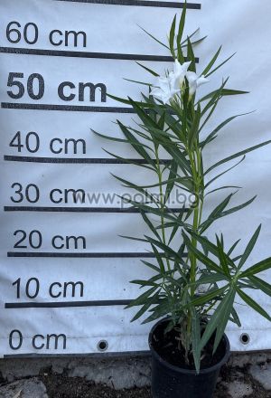 Nerium oleander  'Mini White'