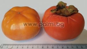 Japanese Persimmon, Kaki Jiro  in pot