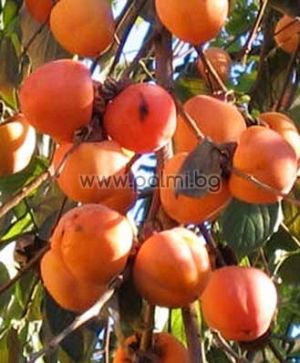 Japanese Persimmon, Kaki Tipo in pots