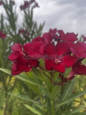 Oleander red, 'Sainte Baume'