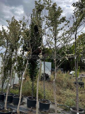  Acer platanoides Drumondii, Явор с вариегатни  листа 