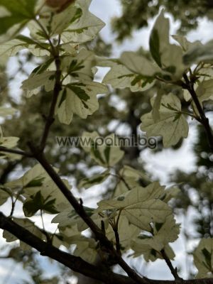  Acer platanoides Drumondii, Явор с вариегатни  листа 