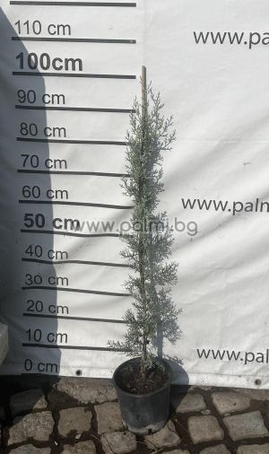 Grafted Arizona cypress, f. Fastigiata