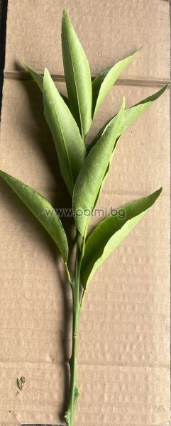 1 piece from Citrus cuttings/various types/