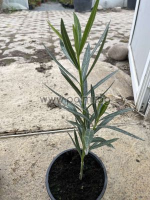 Nerium oleander-'Mandula Dupla'