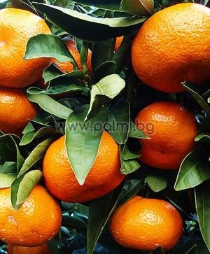 Mandarin Clementine Rubino V.C.R.